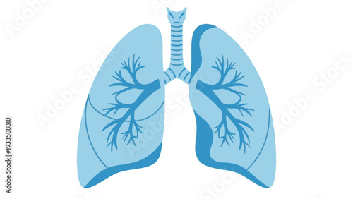 Illustration of human lungs with detailed bronchi and trachea against a clean white background.