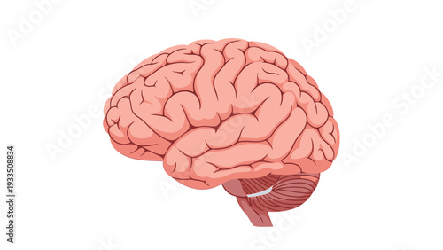 Detailed illustration of a human brain with visible folds and structures on a plain white background.