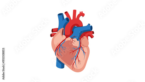 Detailed anatomical illustration of a human heart with highlighted arteries and veins on a white background.