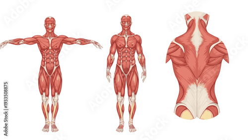 Anatomical illustrations of the human body showing muscle groups from front, side, and back views on a white background.