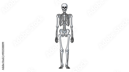 Detailed illustration of a human skeleton standing upright on a plain white background with a neutral mood.