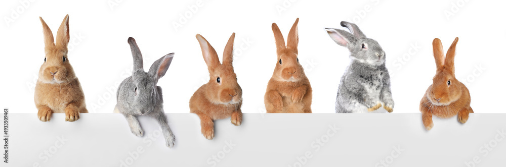 Fototapeta premium Adorable rabbits peering out of banner on white background