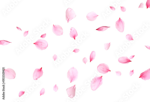 Sakura petals flying in air on white background. Spring blossom