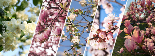 Blossoming spring trees. Collage of branches with flowers