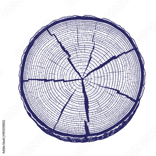 Tree stump crosssection with visible annual rings and cracks  detailed wood texture
