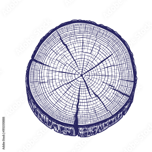Tree trunk crosssection with visible growth rings and cracks on surface
