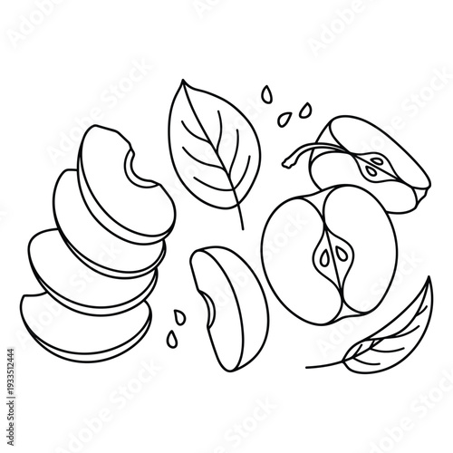 Apples in various states outline vector set. whole and sliced apple fruits collection
