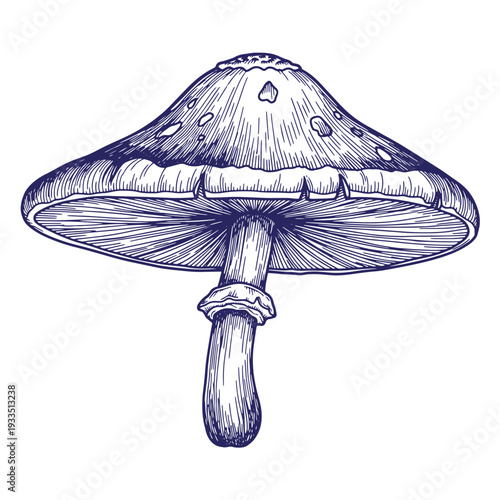 Detailed illustration of a single mushroom with a large cap and stem isolated on white background