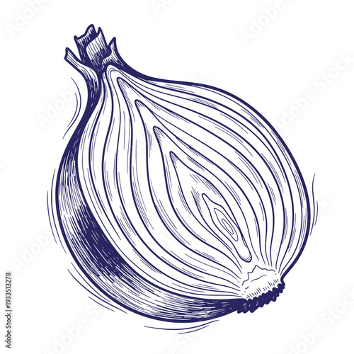 Detailed illustration of a single onion with visible layers and skin  a drawing of a bulb vegetable