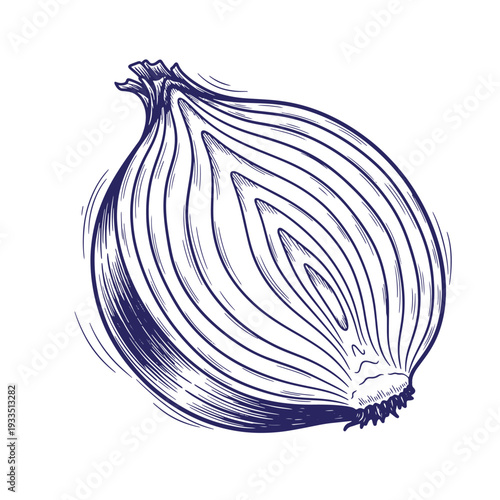 Detailed illustration of a single onion with visible lines and layers  a drawing of a cut onion