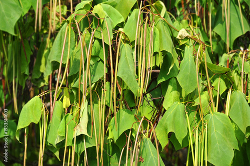 Catalpa tree (Catalpa spp.) with seed pods