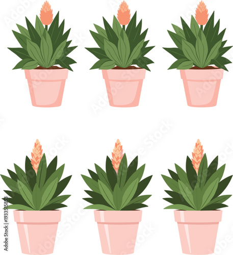 Vector illustration set of blooming orange bromeliad plants in pink ceramic pots isolated on a white background for decor