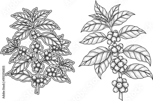 Black and White Illustrations of Coffee Plant Branches with Berries and Leaves