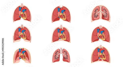 Nine detailed anatomical illustrations display various views of the human heart and lungs, including internal structures and respiratory mechanics, arranged in a grid.