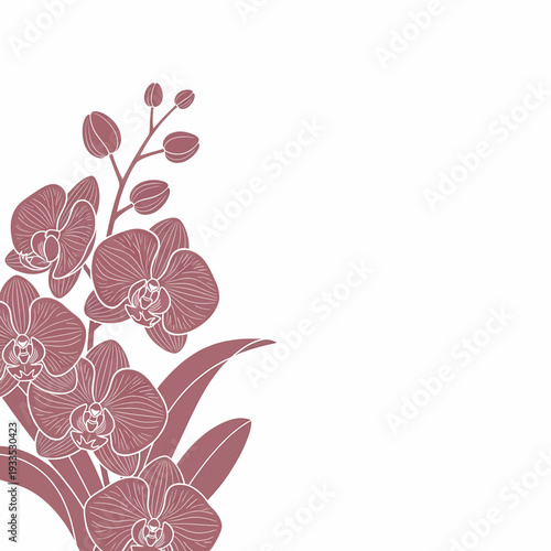 Pink Orchid Flowers and Leaves Illustration.