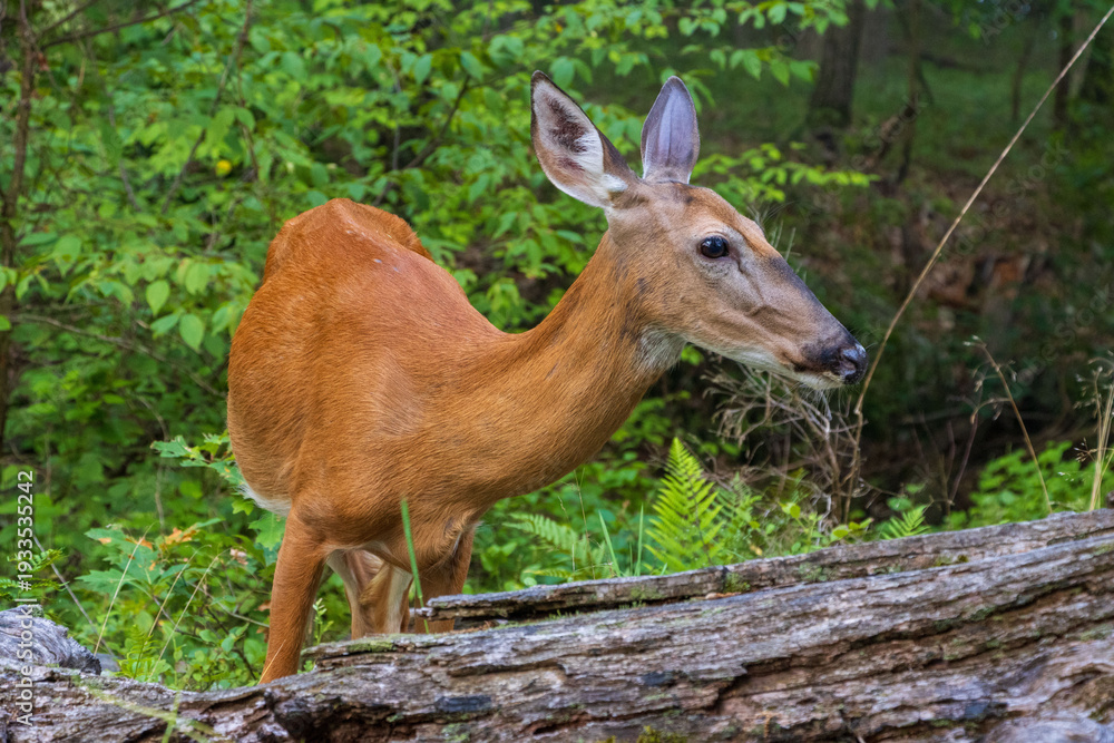 Fototapeta premium large female deer in summer color behind a fallen log in the morning forest closeup
