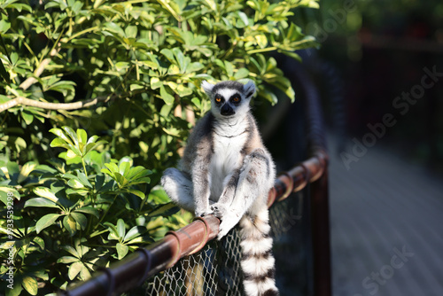 Lémure de cauda anelada (Lemur catta) sentado num corrimão