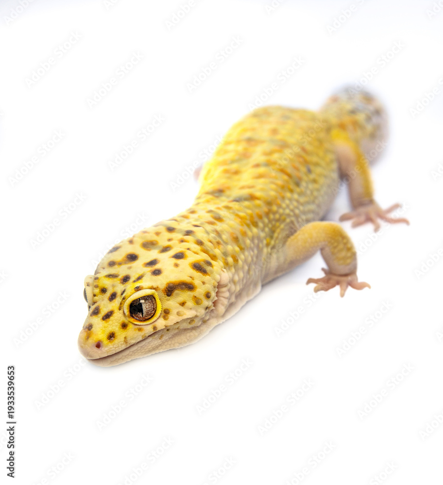 Obraz premium domestic terrarium pet leopard gecko on white isolation