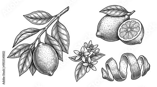 Lemon illustration with leaves and peel