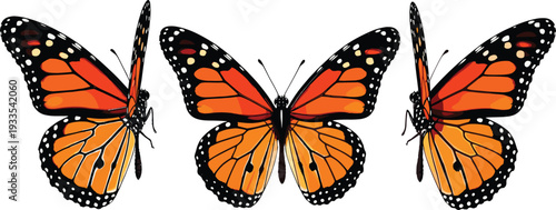 Monarch Butterfly Set with Open Wings, Detailed Orange and Black Insect Vector Illustration for Nature, Wildlife, Entomology and Spring Garden Design