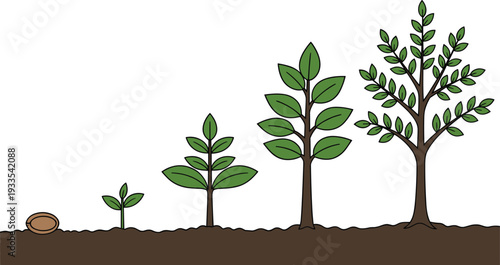 Plant growth stages illustration showing seed germination, sprout, young plant and mature tree lifecycle sequence isolated on white background educational biology concept