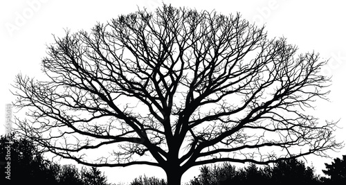Highly Detailed Black Silhouette of a Large Deciduous Tree with Intricate Bare Branches and Twigs Against a White Background for Nature and Seasonal Designs