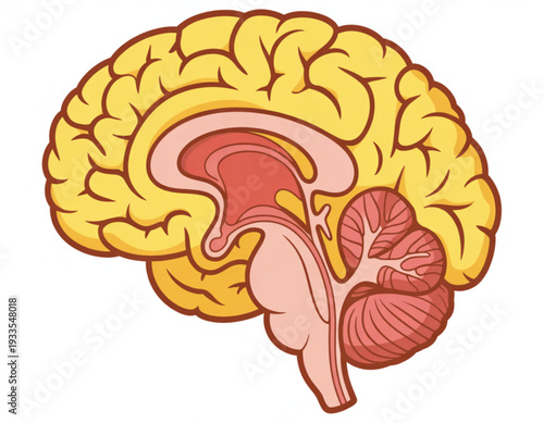 Anatomical illustration of the human brain highlighting key internal structures