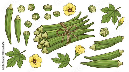 Botanical ladyfinger vector collection featuring detailed fresh green pods tied in a bundle, sliced sections, leaves, and yellow blooming flowers for organic food illustration.