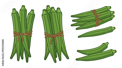 Fresh raw ladyfinger vector illustrations showing bundles tied with brown string and loose single green pods, perfect for organic farming, vegan diet, and market agriculture.