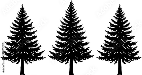 Pine tree silhouettes collection, evergreen forest conifer vector illustration set, black and white nature symbols for winter landscape, ecology design projects