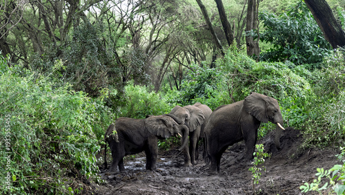 Photography African elephants walking through muddy jungle path