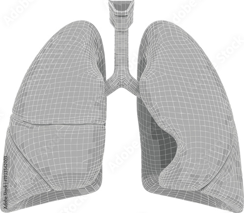 Detailed grey 3D vector illustration of human lungs and trachea anatomy for medical education and respiratory health healthcare research