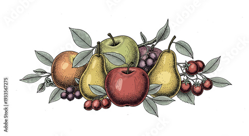 Vintage Botanical Fruit Arrangement: Apples, Pears, Grapes, and Cherries Illustration