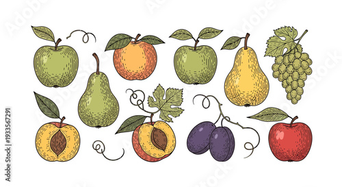 Vintage Botanical Fruit Illustration: Apples, Pears, Plums, Peaches, Grapes