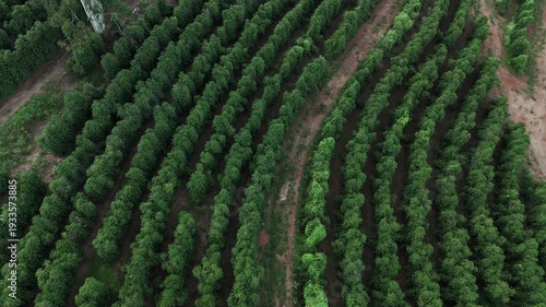 Fazenda de plantação de café em Minas Gerais, Brasil