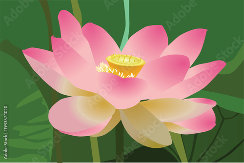 A beautiful pink lotus flower vector illustration of a blooming water lily with delicate petals and green leaves floating on a summer pond nature background isolated on white