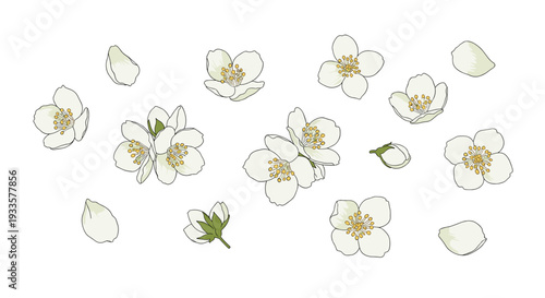 Multiple individual white jasmine flowers, some in clusters and others as single blooms, are scattered with petals and buds.