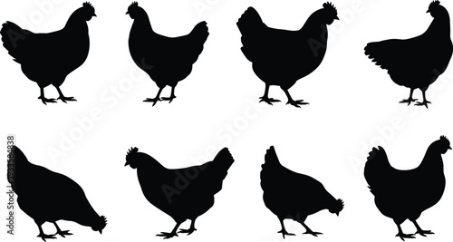 Chicken silhouettes collection, black hen farm poultry set in standing and pecking poses isolated on white background