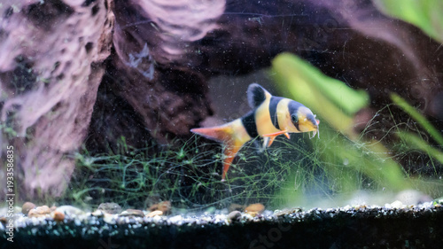 Fényképezés Clown loach (Chromobotia macracanthus) resting on aquarium gravel