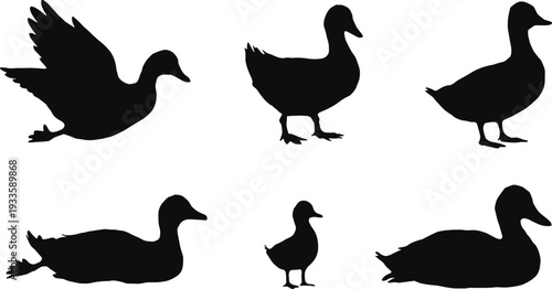 Duck silhouettes collection, black waterfowl set in flying standing and swimming poses isolated on white background for design