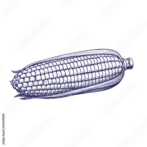 Drawing of a single ear of corn with husk and kernels in a blue sketch style isolated on white background