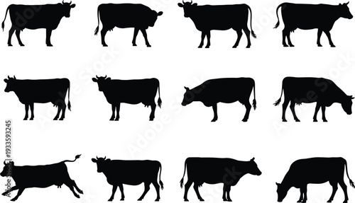 Cow silhouettes collection, black cattle set in various standing and grazing poses isolated on white background for farm design