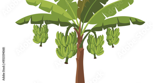 A single tall banana tree with a thick brown trunk and large green leaves bears four prominent bunches of unripe green bananas.