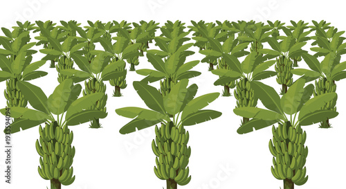 A vast plantation of many banana trees with brown trunks and large green leaves displays numerous bunches of unripe green bananas in ordered rows.