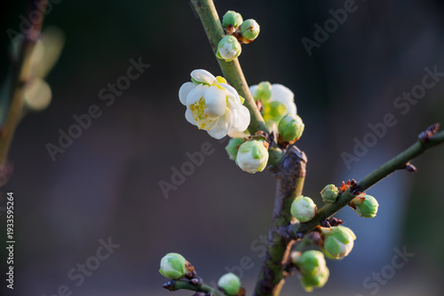 Photography The plum blossoms in full bloom at Meiyuan, Xinzhuang, Minhang District, Shanghai, China