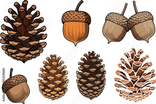 "Detailed collection of pine cones and acorns illustrations in natural brown tones, showcasing botanical diversity for forest nature studies, autumn design, and educational artwork"