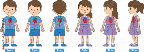 Children circulatory system anatomy illustration, boy girl vascular diagram, human body blood vessels vector, isolated educational medical design