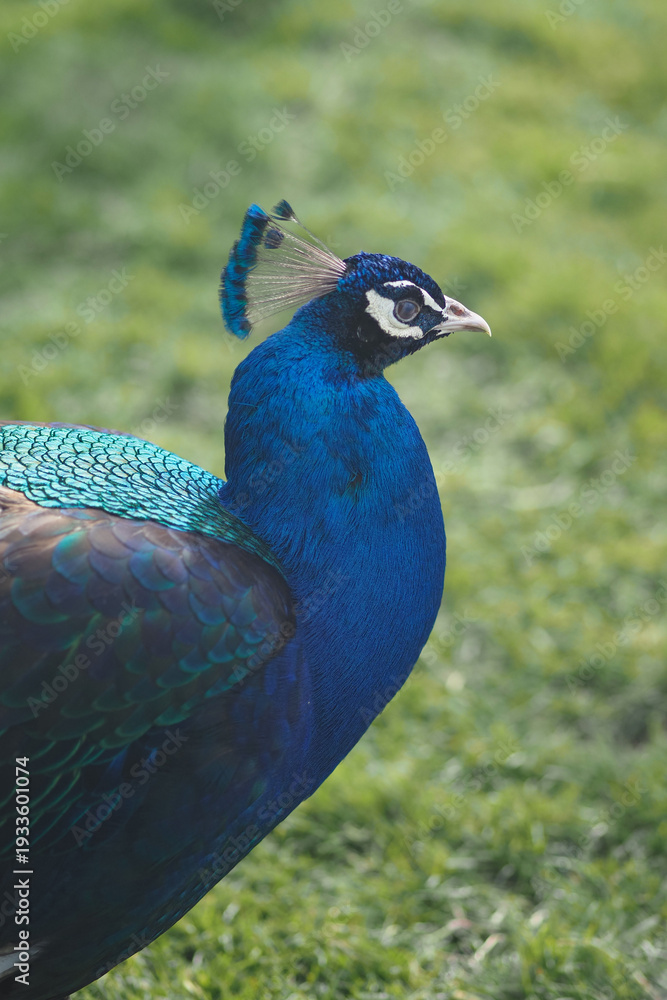 Fototapeta premium Peacock displays bright feathers in a grassy area