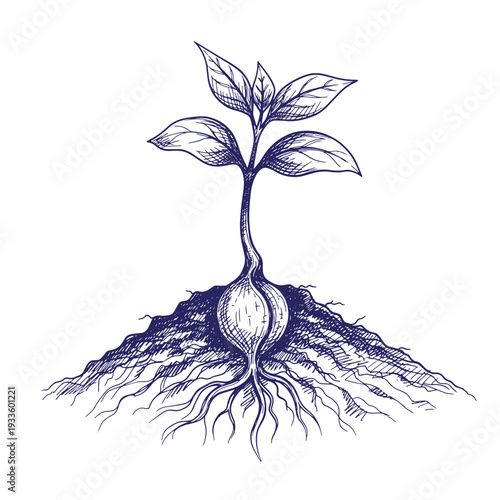 illustration of a plant with roots and leaves growing out of the ground  plant development