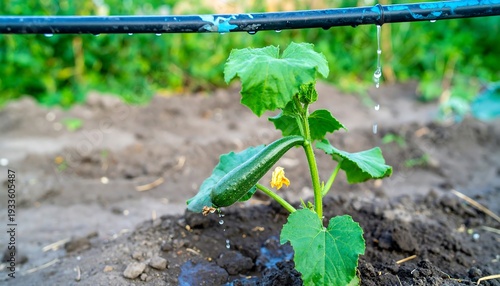 A young plant, with a small fruit, flourishes in a garden bed. A black irrigation line drips water